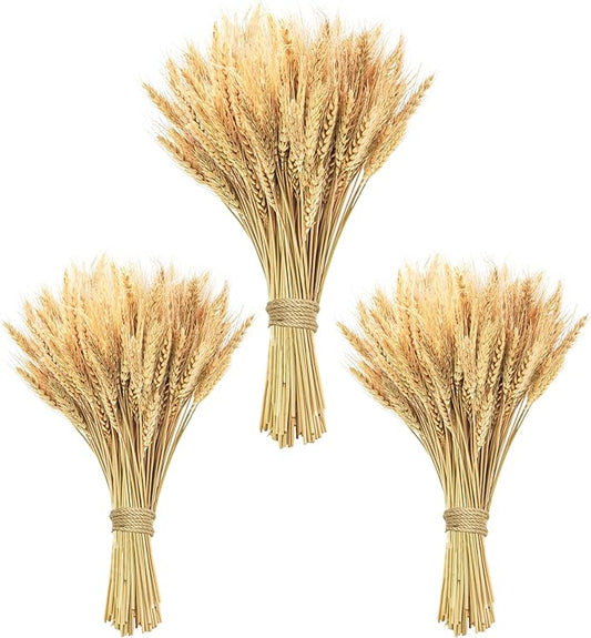 Phliofd 300 Stems Natural Dried Wheat Stalks, 18 inches Dried Wheat Grass Bundle Wheat Sheaves Wreath for Flowers Arrangement Wedding Table Centerpieces Home Kitchen Office DIY Party Décor