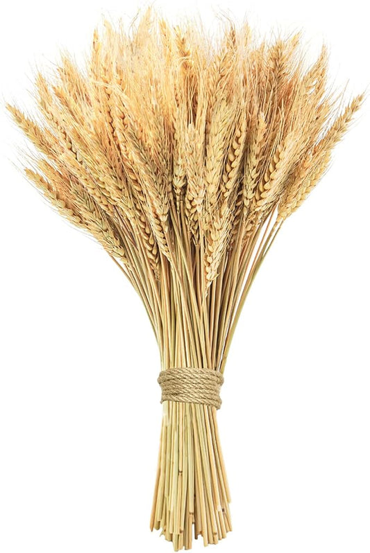 Phliofd 17.7 inches Dried Wheat Stalks, 100 Stems Dried Flowers 100% Natural Wheat for Home Kitchen Office Flowers Arrangement Wedding Table Christmas Farmhouse Boho Party Fall Décor