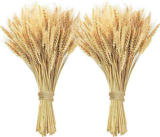 Phliofd 200 Pcs Dried Wheat Stalks, Dried Flowers Natural Wheat for Home Kitchen Office Flowers Arrangement Wedding Table Christmas Farmhouse Boho Party Fall Décor (17.5 inches)